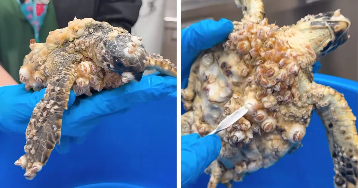 Kind Aquarium Workers Save Young Sea Turtle’s Life by Removing Barnacles Covering Its Entire Body
